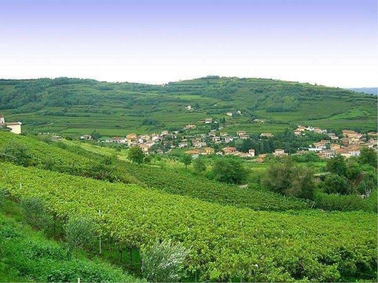 Le colline di Gambellara